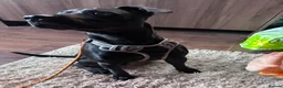 Patterdale Terrier dogs for sale: 3 year old Patterdale terrier  in Jarrow - Advert 5