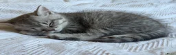 British Shorthair cats for sale: One in a million - Advert 3