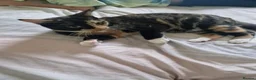 Mixed Breed cats for sale: Retired Tortiseshell Queen  - Advert 4
