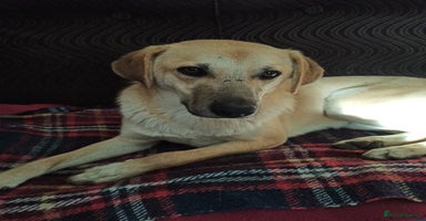 Mixed Breed dogs 💙🐶 DAN 🐶💙 - Advert 2