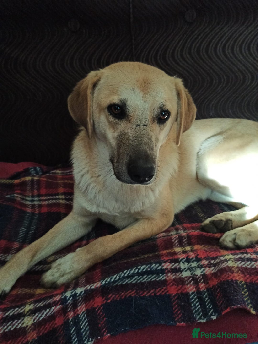 Mixed Breed dogs for adoption: 💙🐶 DAN 🐶💙 - Image 20