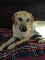 Mixed Breed dogs 💙🐶 DAN 🐶💙 - Advert 10