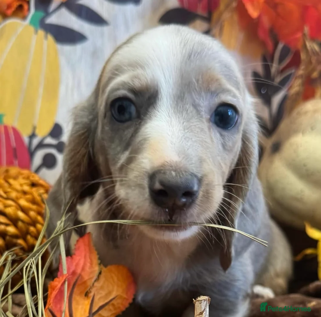 Miniature Dachshund dogs for stud: 👑✨💜PRIZE PRINCE OZZY💜✨👑 ISABELLA MINI ✨ - Advert 5