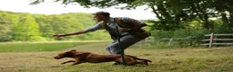 Labrador Retriever dogs for stud: **STANDING AT STUD** FTW Labradors in Stourbridge - Advert 4