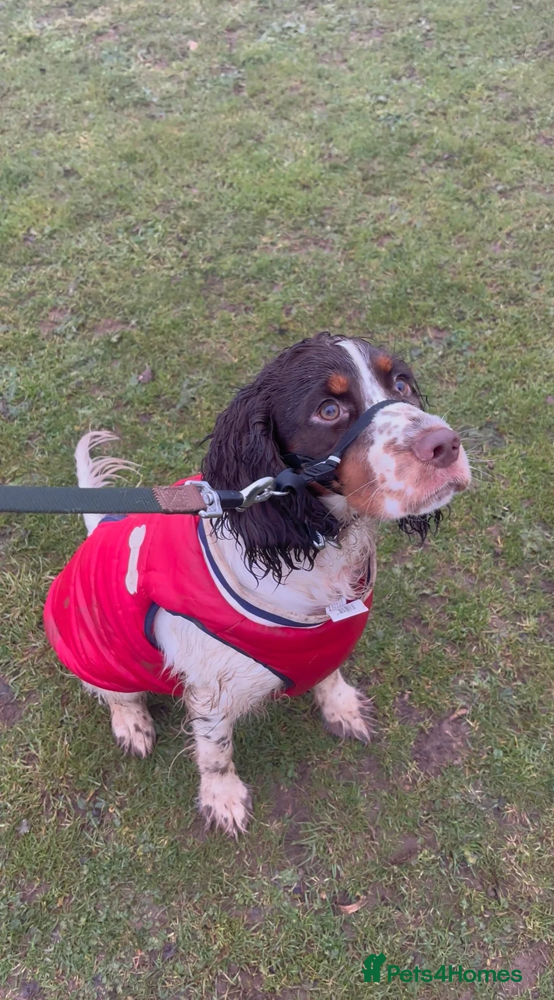 Cocker Spaniel dogs for sale: 8 month old Trained Spaniel  - Advert 7