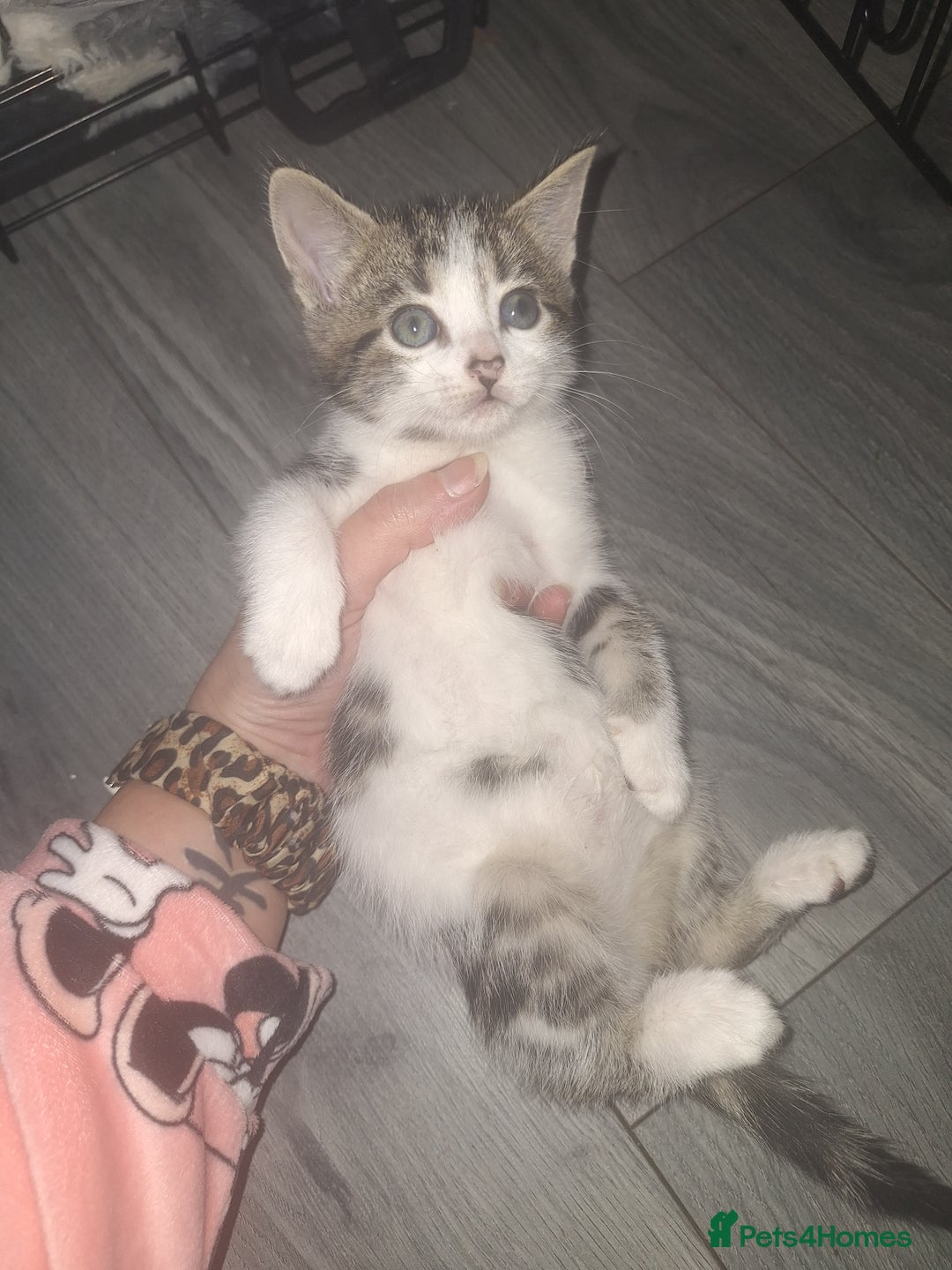 Domestic Shorthair cats for sale: Stunning kittens for sale. - Advert 7