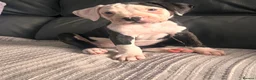 American Bulldog dogs for sale: ❤️AMERICAN BULLDOG PUPPIES   1 GIRL LEFT ❤️🐾 - Advert 16