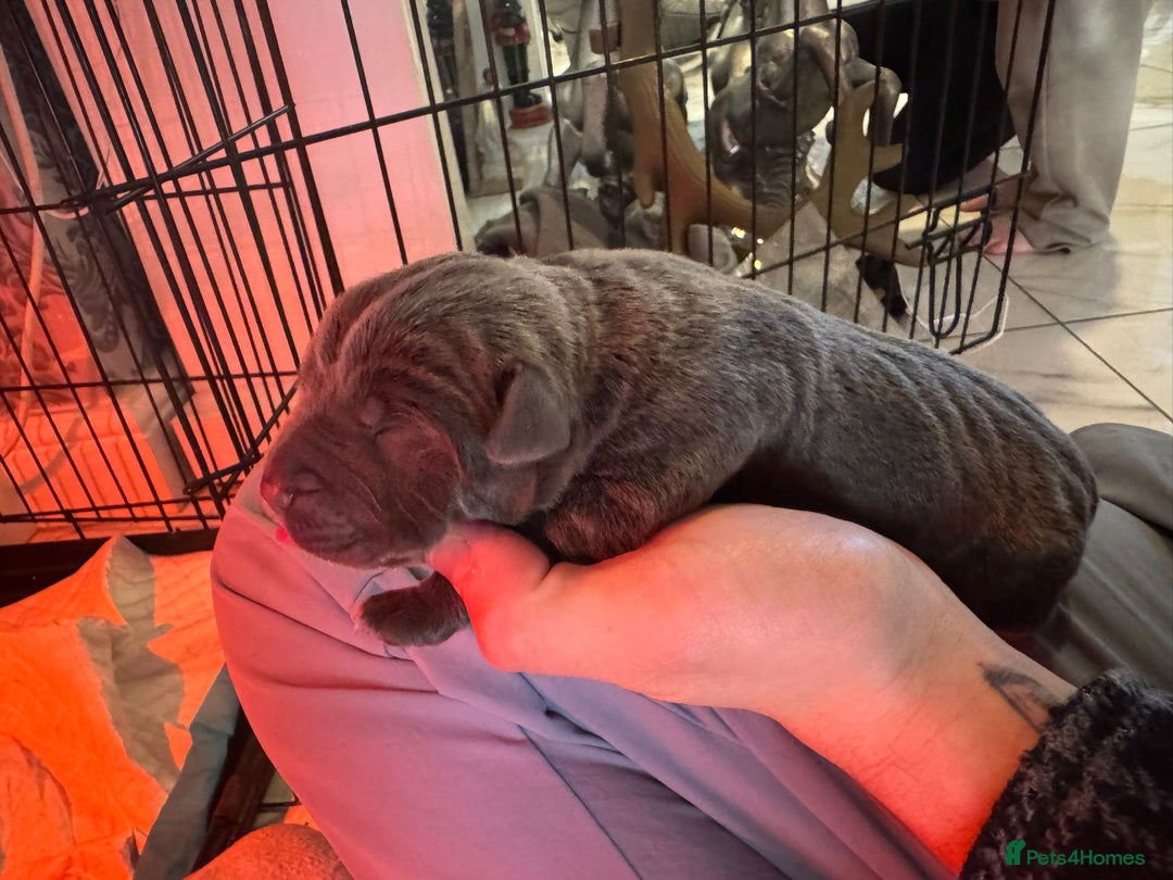 Cane Corso dogs for sale: Outstanding cane corso pups 🐶  - Advert 10