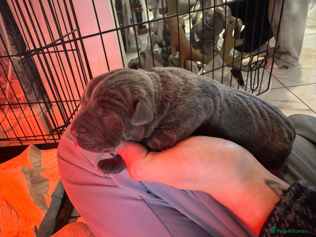 Cane Corso dogs for sale: Outstanding cane corso pups 🐶  - Advert 14