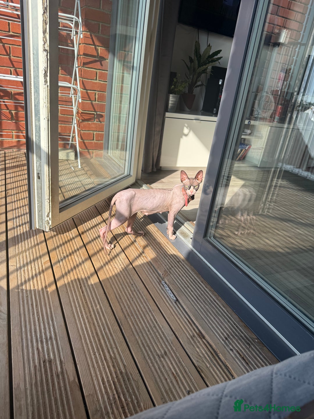 Sphynx cats for sale: Sphynx Variants  - Image 2