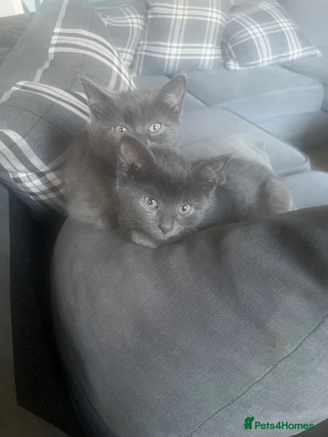Mixed Breed cats for sale: 2 Grey kittens - Advert 2