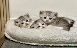 Mixed Breed cats for sale: Scottish fold X - Image 6