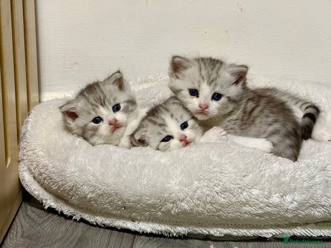 Mixed Breed cats for sale: Scottish fold X - Image 6