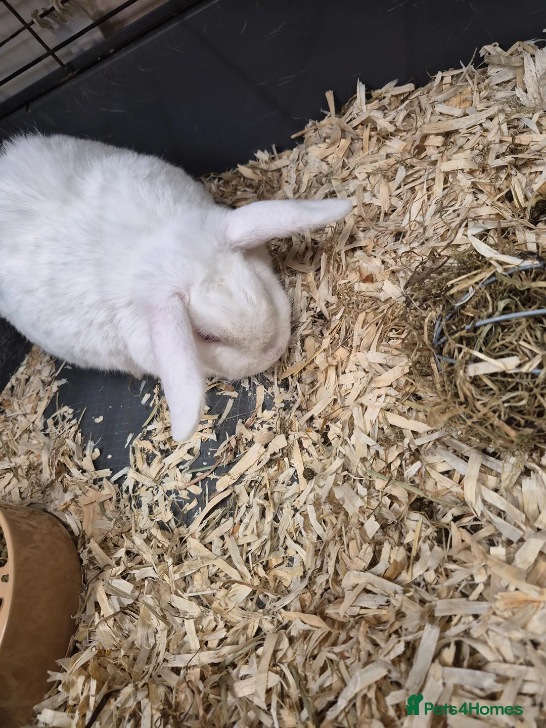 Mixed Breed rabbits for sale: Rabbits for sale in Coalville - Advert 2