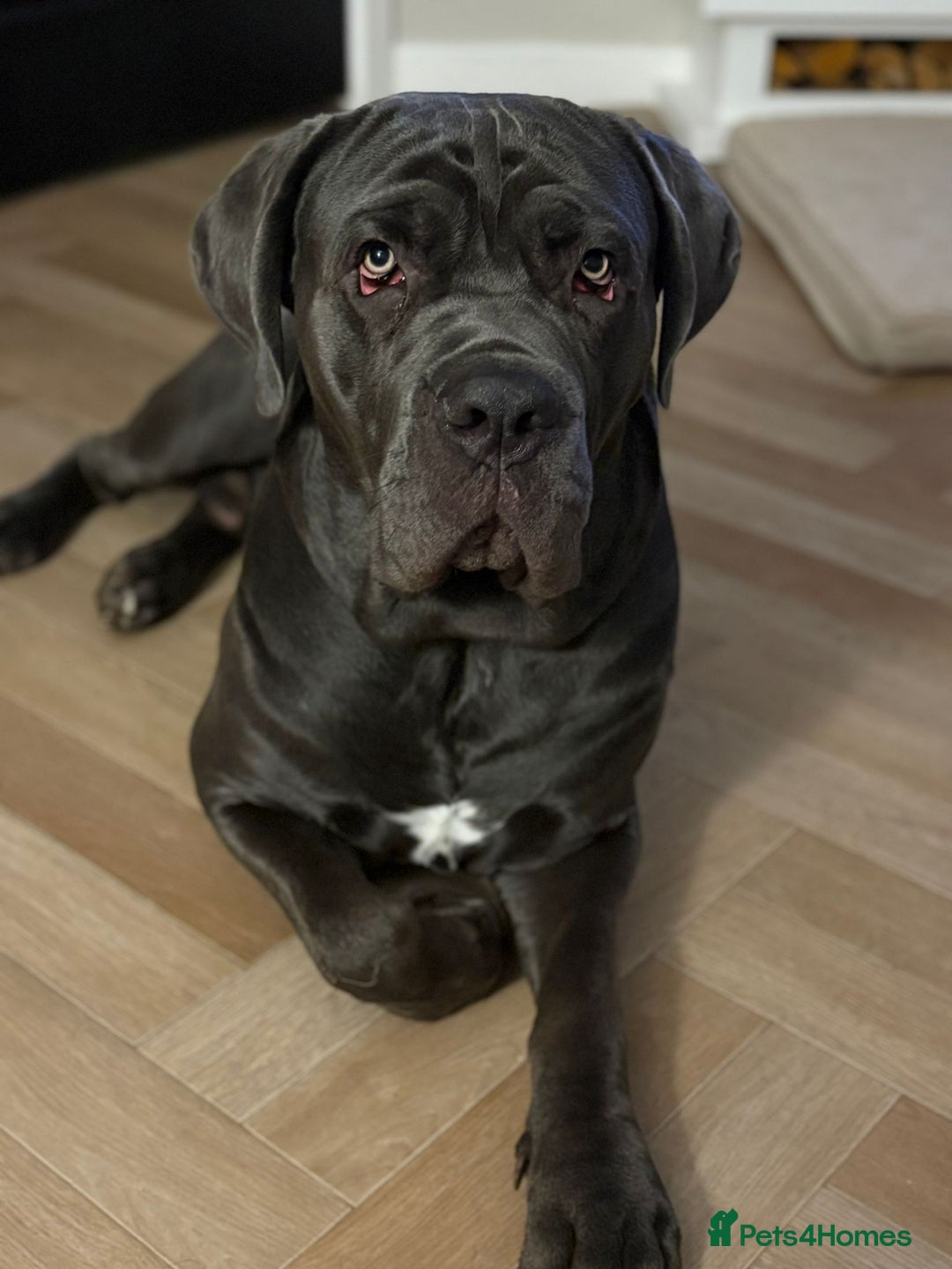 Cane Corso dogs for sale: Male cane corso 15 month old - Advert 5