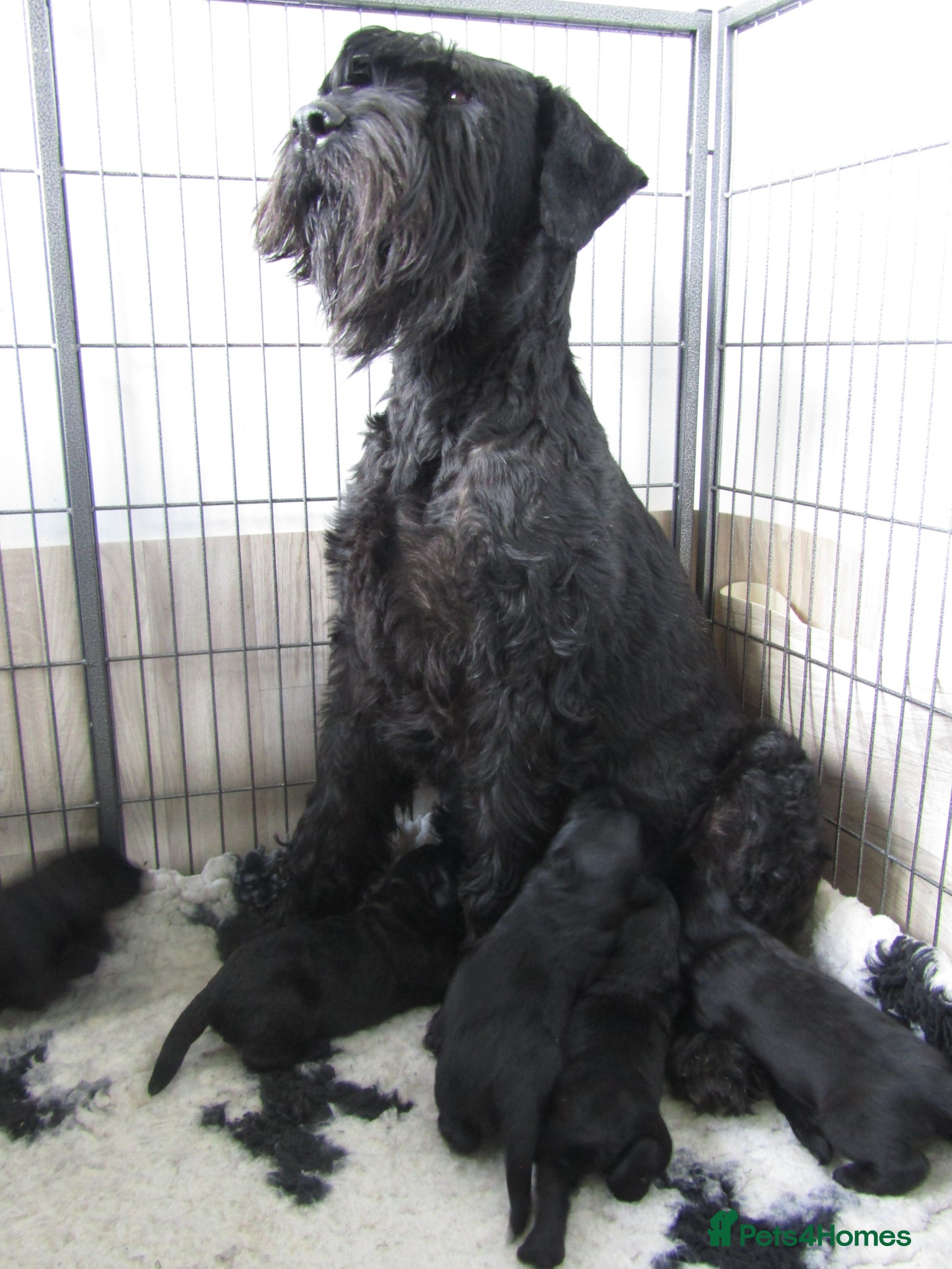Giant Schnauzer dogs KC registered Giant Schnauzer puppy. - Advert 16