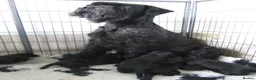 Giant Schnauzer dogs for sale: KC registered Giant Schnauzer puppy. - Advert 1