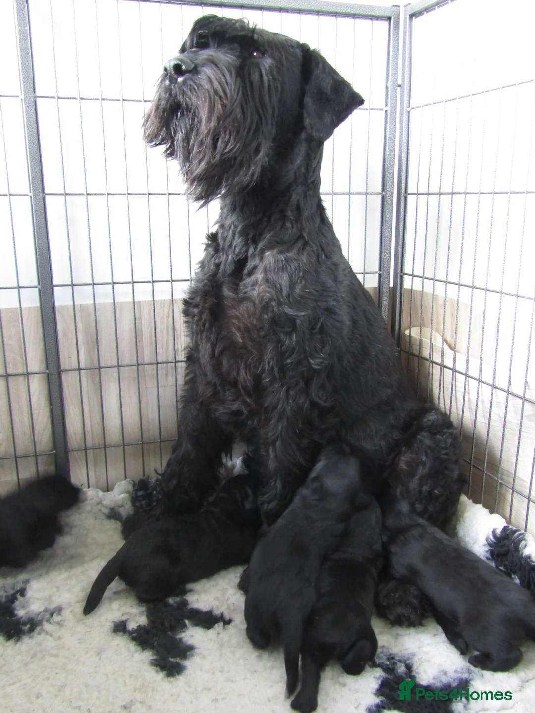 Giant Schnauzer dogs for sale: KC registered Giant Schnauzer puppy. - Advert 1