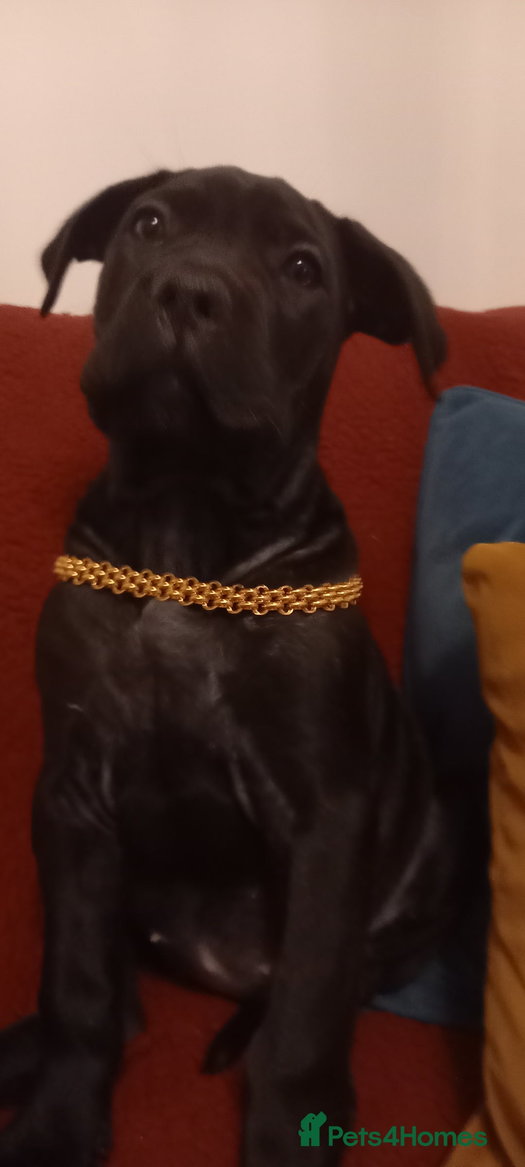 Cane Corso dogs for sale: ANNOUNCEMENT ONLY UK LITTER DEL DYRIUM LINES  🖤  - Advert 35