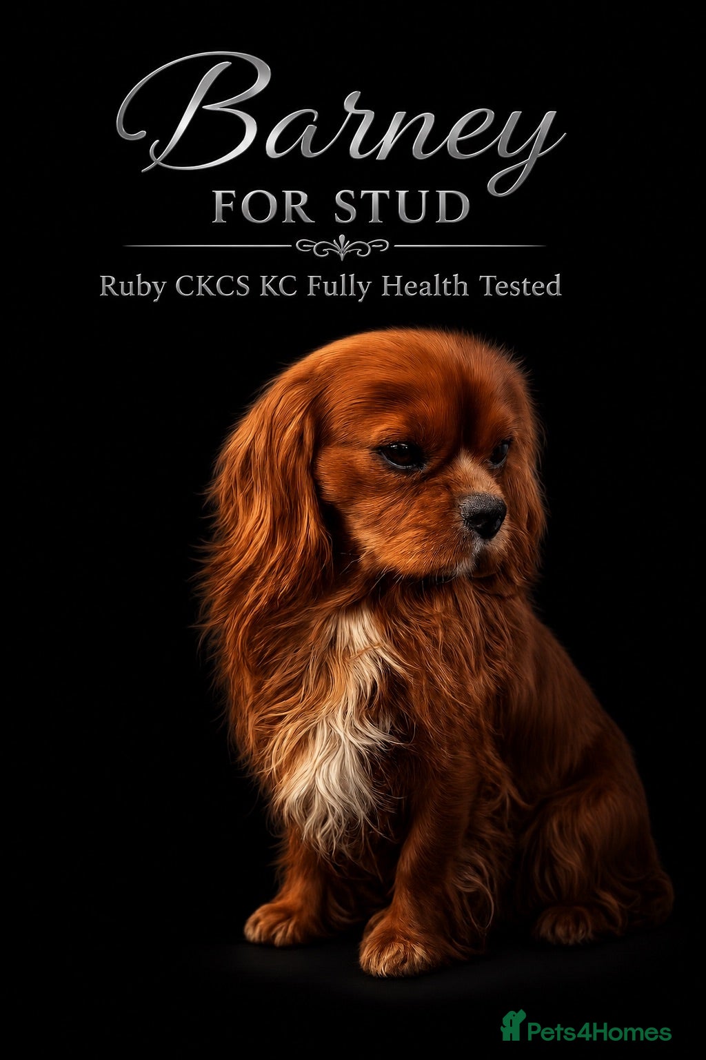 Cavalier King Charles Spaniel dogs KC Health tested Ruby CKCS Stud  - Advert 1
