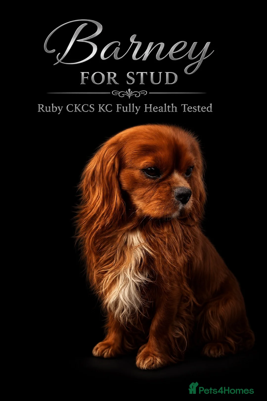 Cavalier King Charles Spaniel dogs for stud: KC Health tested Ruby CKCS Stud  - Advert 1