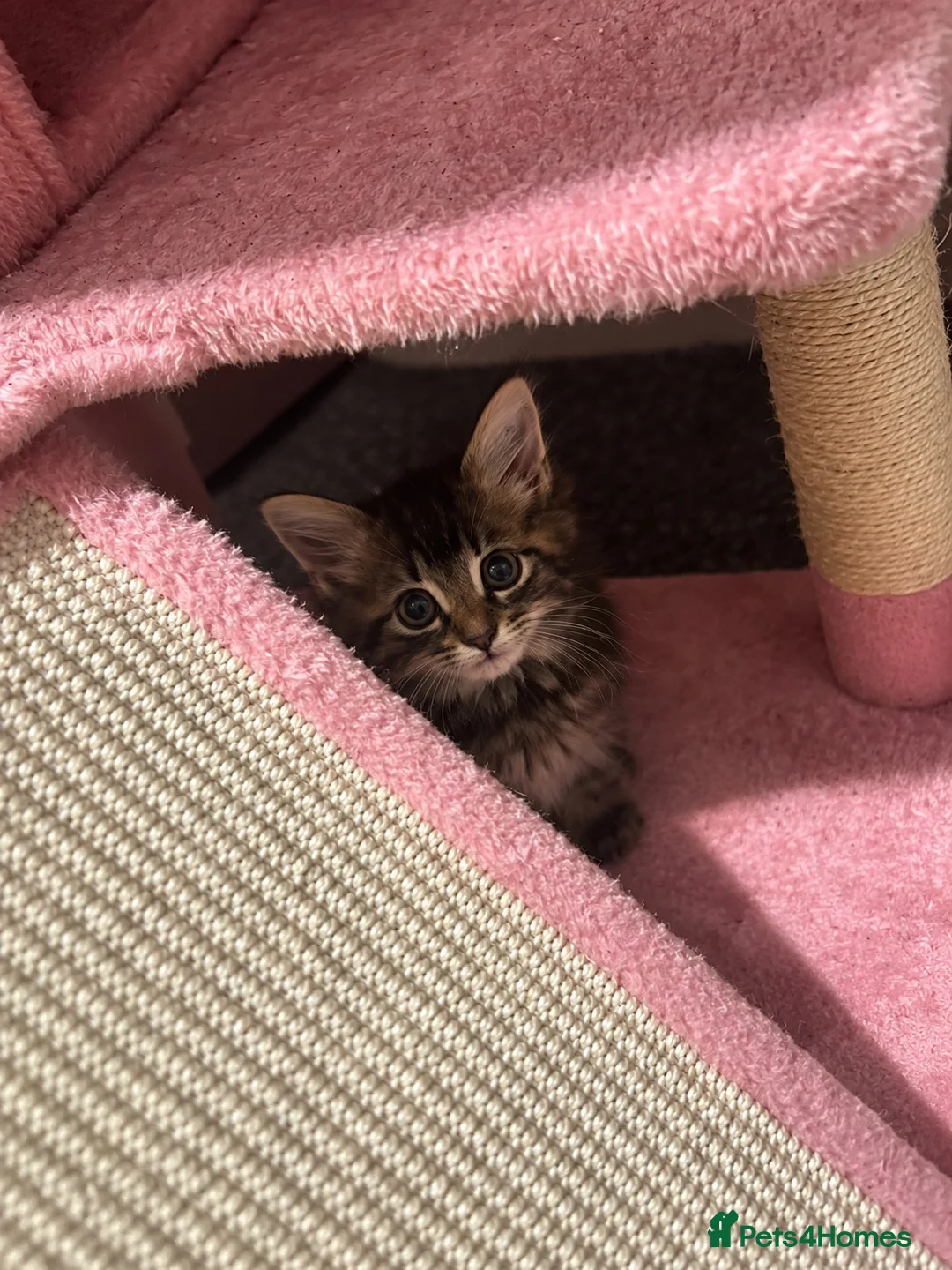 Mixed Breed cats for sale: Gorgeous Fluffy Kittens Seeking Loving Homes 🐾 in London - Advert 7