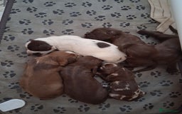 Cocker Spaniel dogs for sale: Cocker Spanial Puppies - Image 3