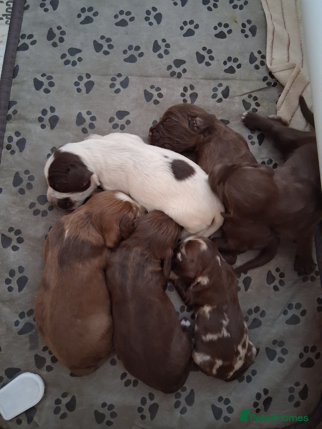 Cocker Spaniel dogs for sale: Cocker Spanial Puppies - Image 3