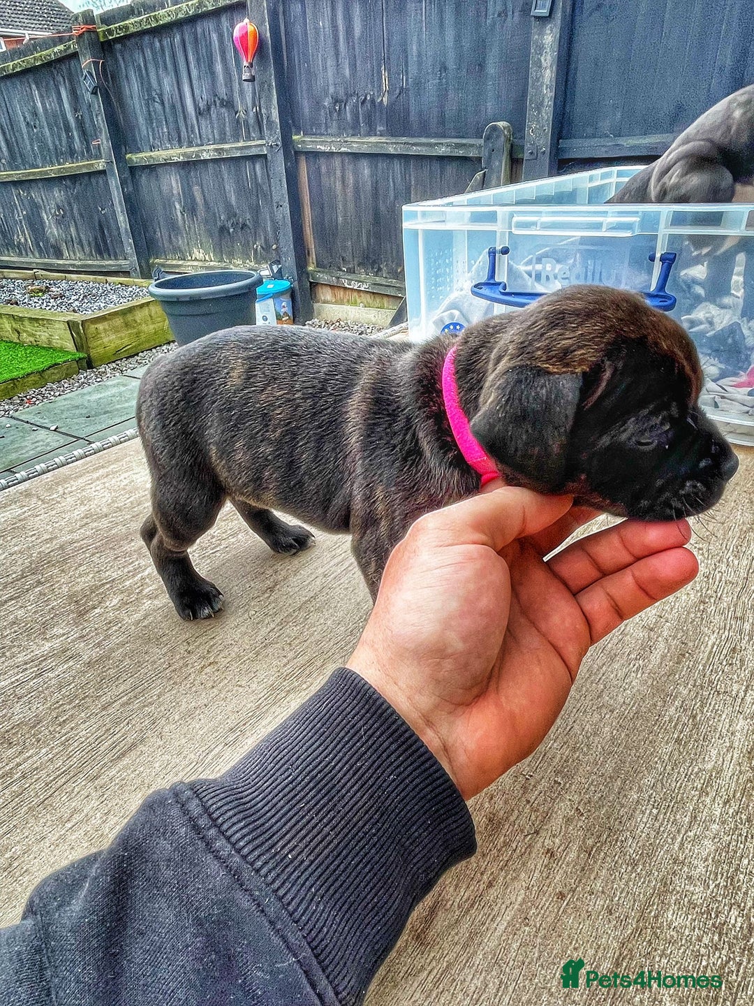 Staffordshire Bull Terrier dogs for sale: Staffordshire bull terrier puppies - Advert 11