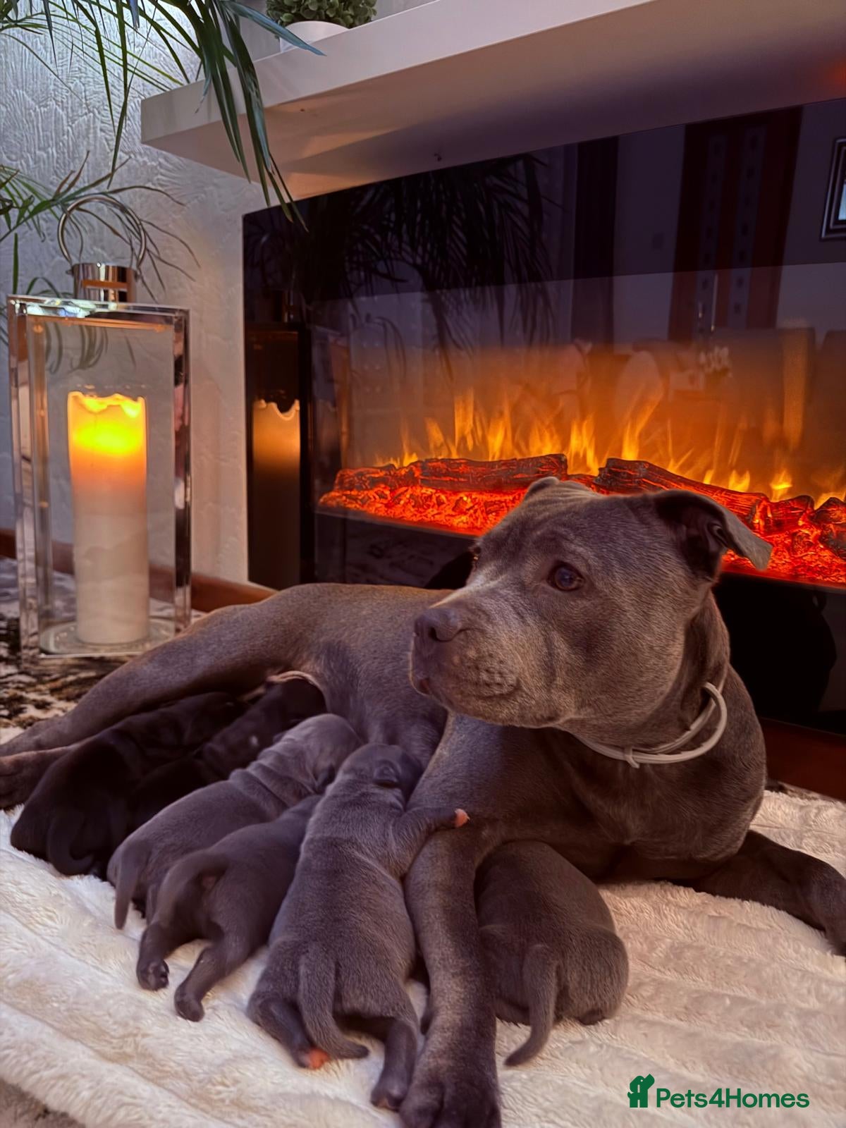 Staffordshire Bull Terrier dogs KC REGISTERED Staffordshire-bull-terrier Puppies  - Advert 1