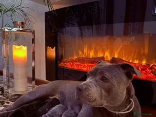 Staffordshire Bull Terrier dogs KC REGISTERED Staffordshire-bull-terrier Puppies - Advert 18