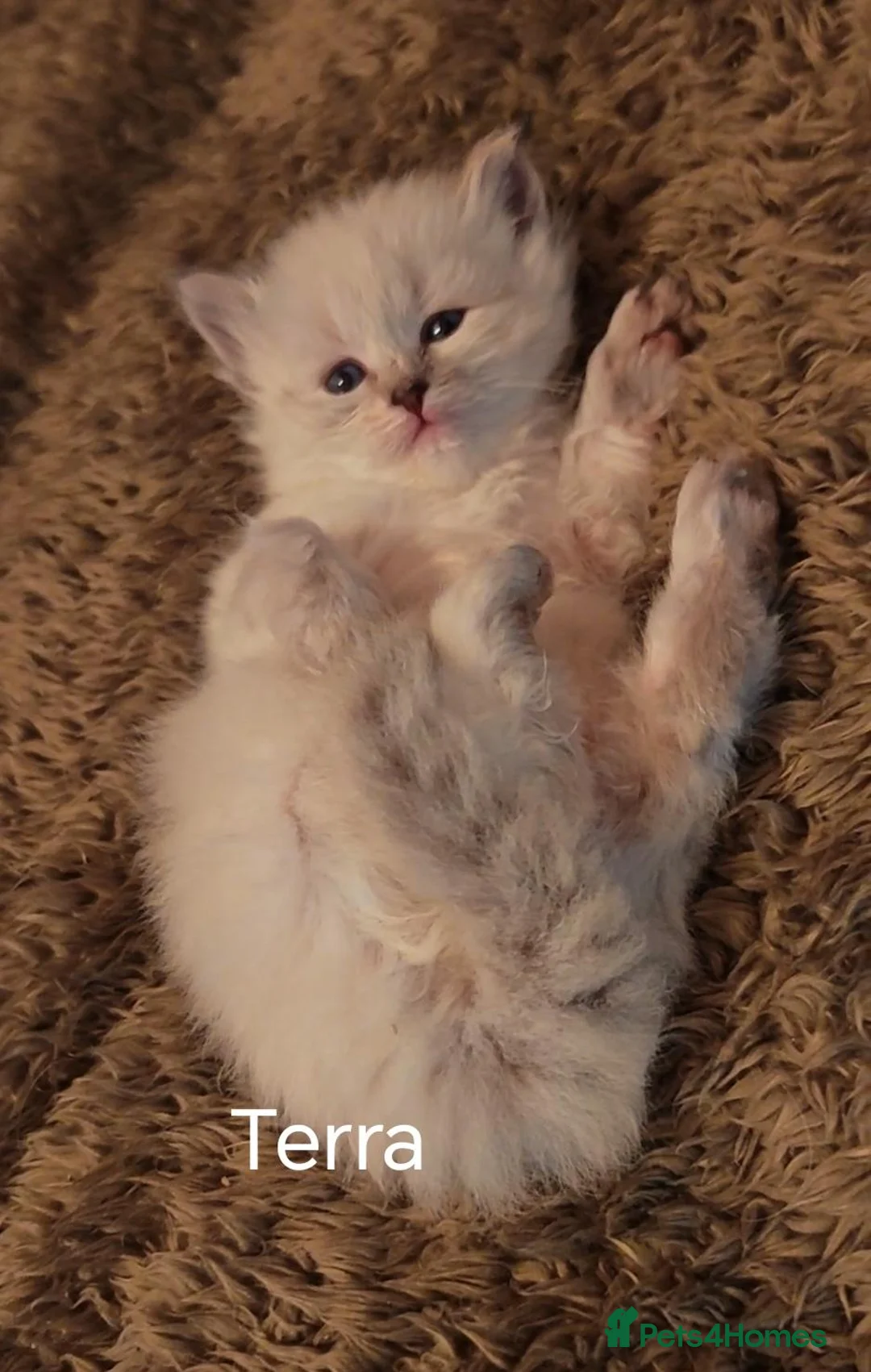 Siberian cats for sale: Pure Siberian GCCF+TICA - Advert 28