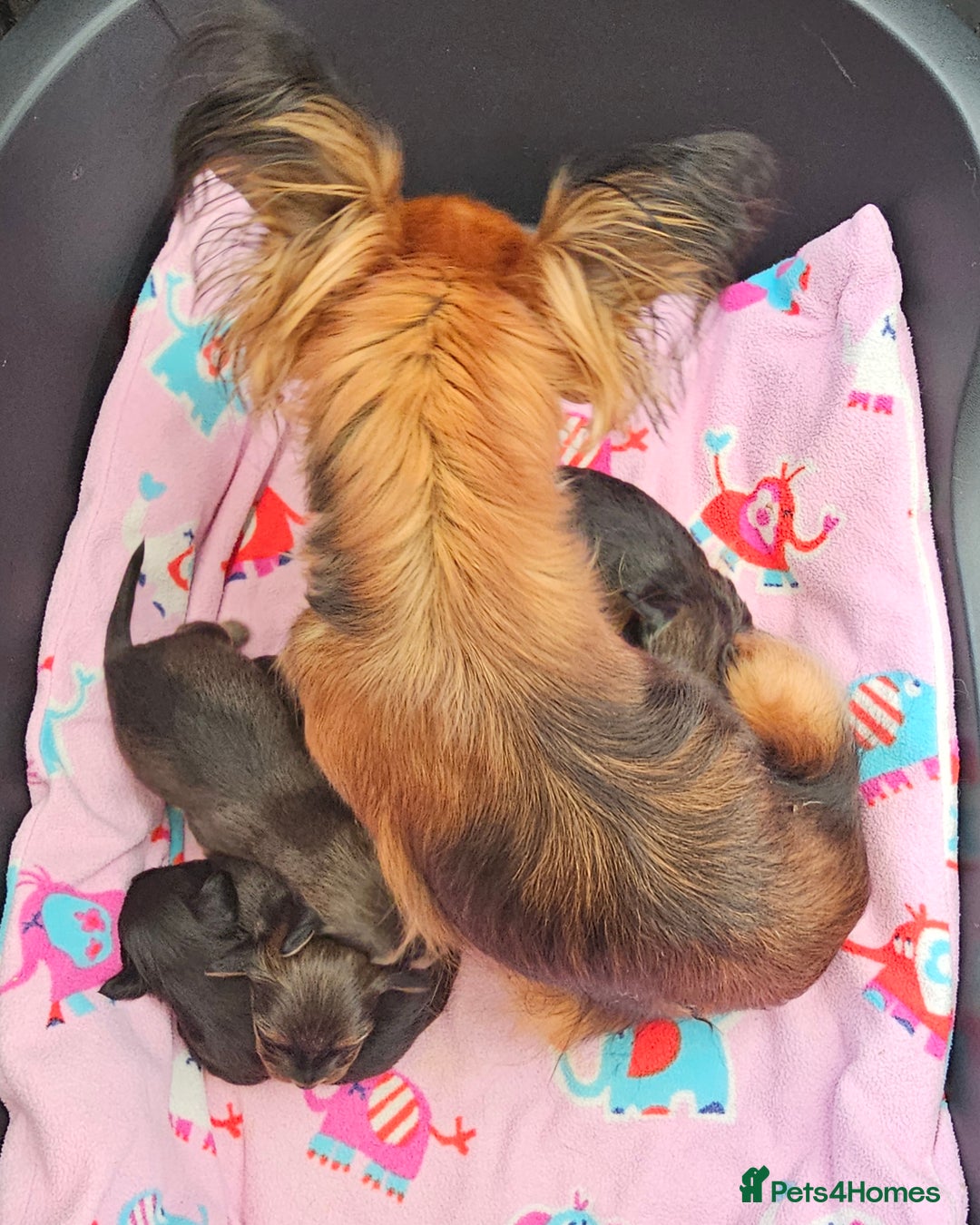 Russian Toy Terrier dogs for sale: Russian toy puppies  - Advert 3