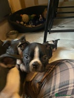 Boston Terrier dogs WILDAX 2 boys left - Advert 2
