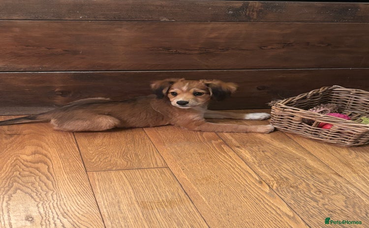 Mixed Breed dogs - Advert 3