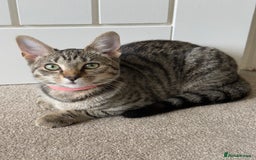 Mixed Breed cats for sale: 12 month old cat for sale - Image 1