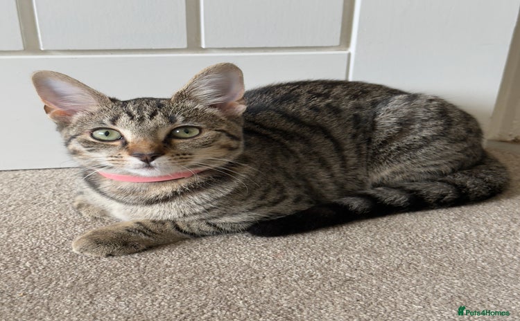 Mixed Breed cats - Advert 1
