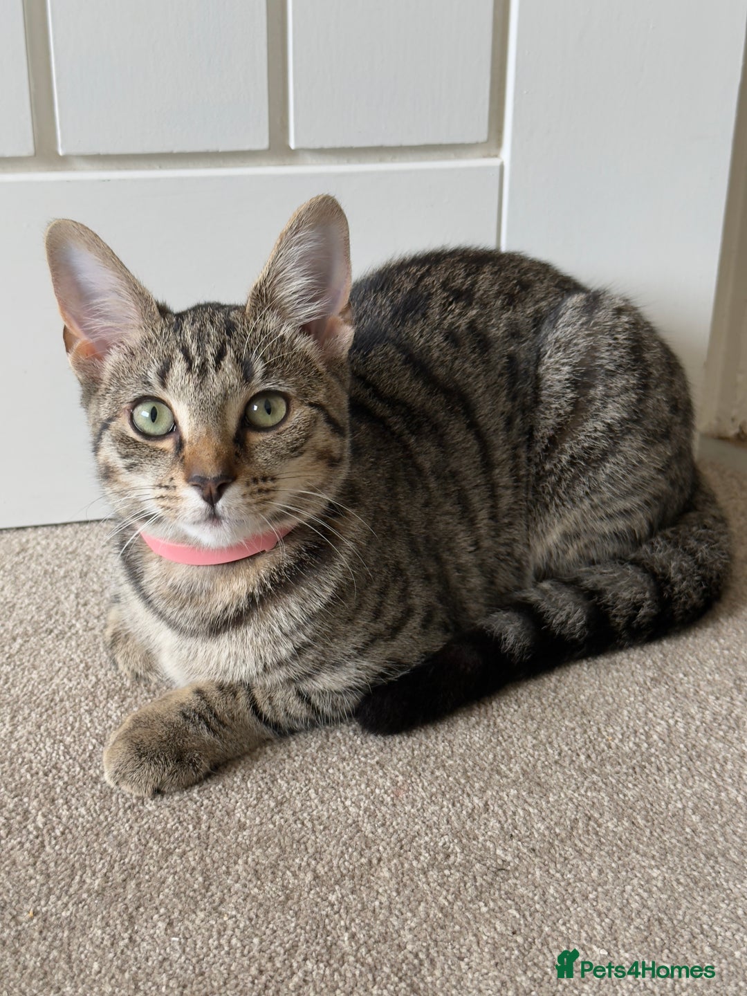 Mixed Breed cats for sale: 12 month old cat for sale - Image 1
