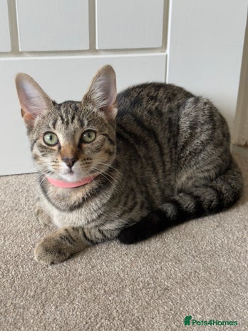 Mixed Breed cats 12 month old cat for sale - Advert 6