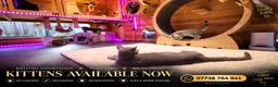 British Shorthair cats for sale: British Blue & Munchkin Kittens & Scottish Fold - Advert 7