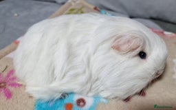Guinea Pig rodents for sale: Two Stunning Sheltie Sows - Image 5