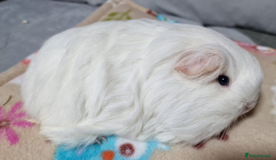 Guinea Pig rodents for sale: Two Stunning Sheltie Sows - Image 5