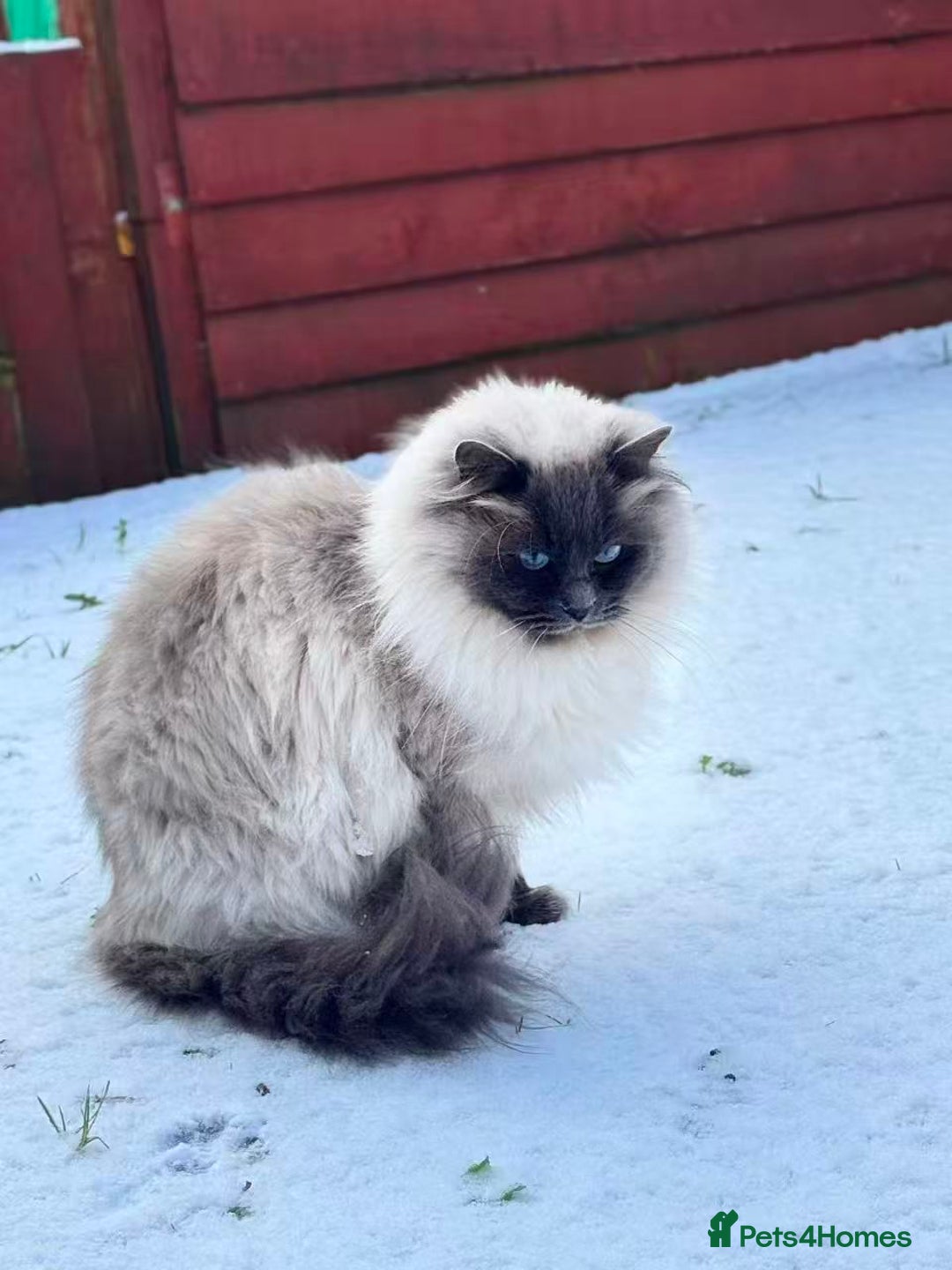 Ragdoll cats for sale: Active female pure Ragdoll - Advert 6