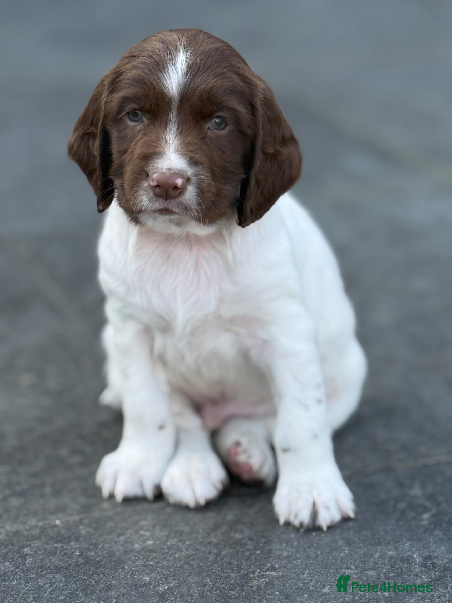 English Springer Spaniel dogs Championship bloodline bred dog pups - Advert 8