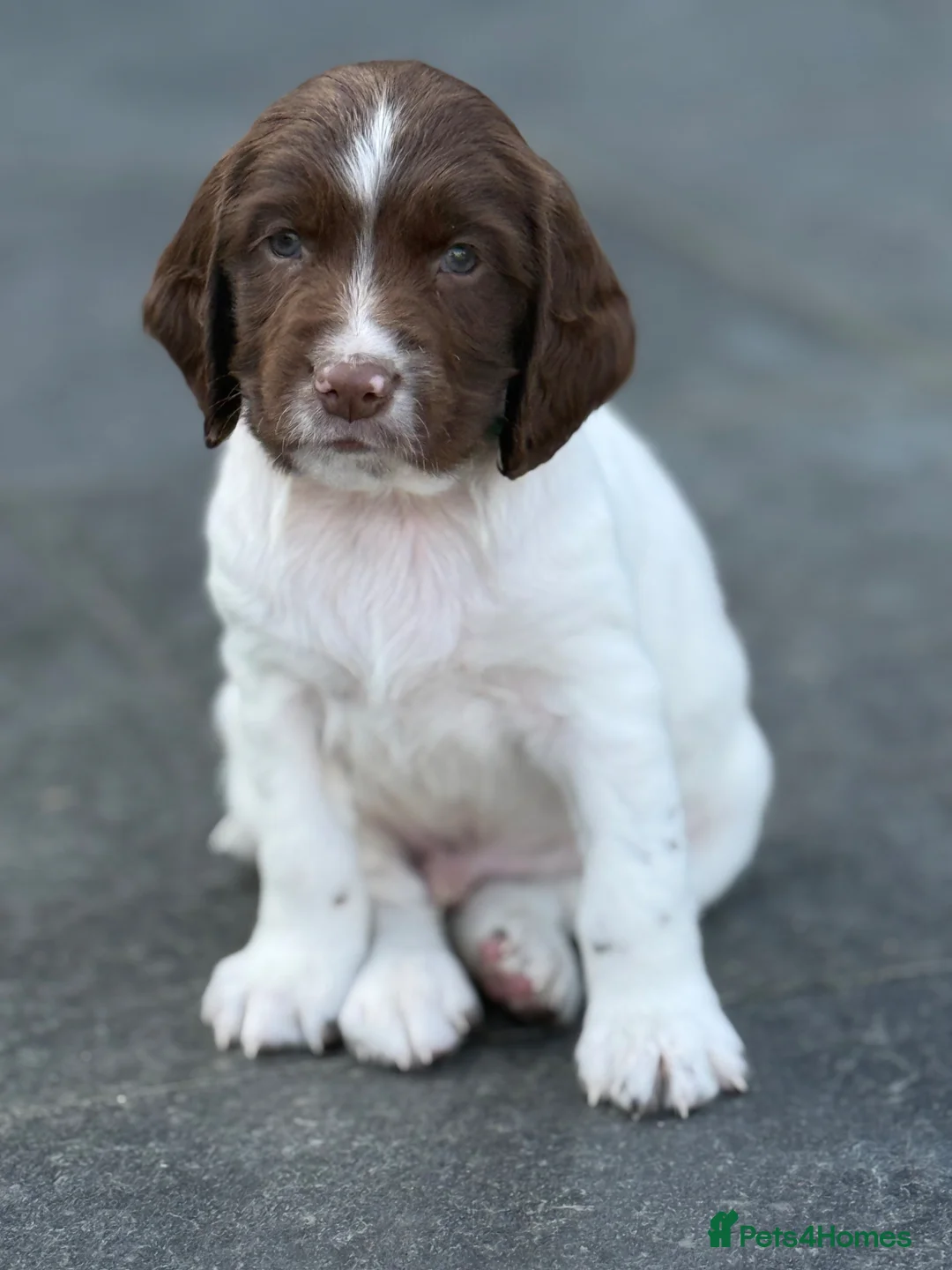 English Springer Spaniel dogs for sale: Championship bloodline bred dog pups in Loughborough - Advert 1