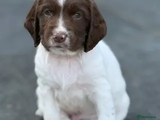 English Springer Spaniel dogs Championship bloodline bred dog pups - Advert 1