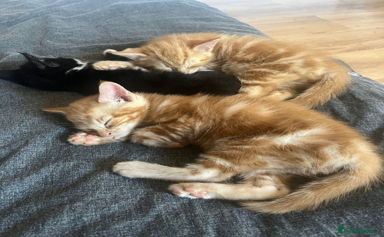 Domestic Shorthair cats - Advert 12