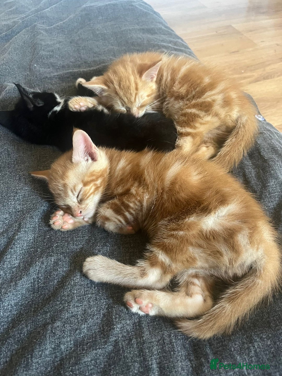 Domestic Shorthair cats for sale: 3 Gorgeous Male Kittens ready for their new home  - Image 1