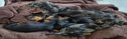Miniature Dachshund dogs for sale: Stunning KC Reg, PRA Clear dachshund pupies - Advert 21