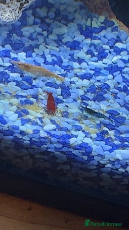 Shrimps fish - Advert 11
